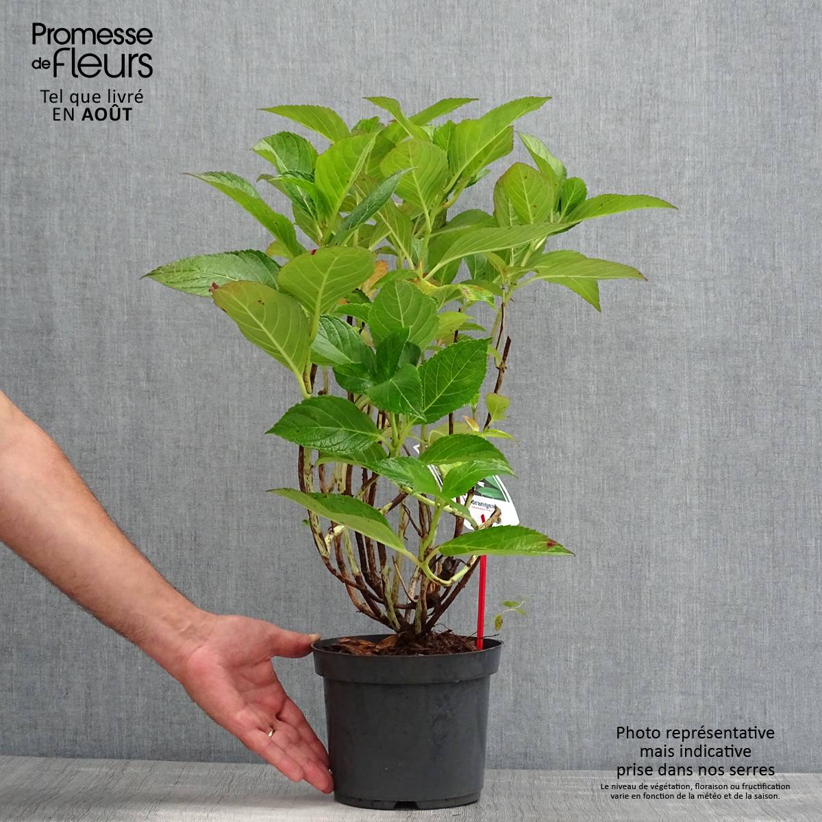 Hortensia macrophylla Mariesii Perfecta Pot de 2L/3L - Image 2