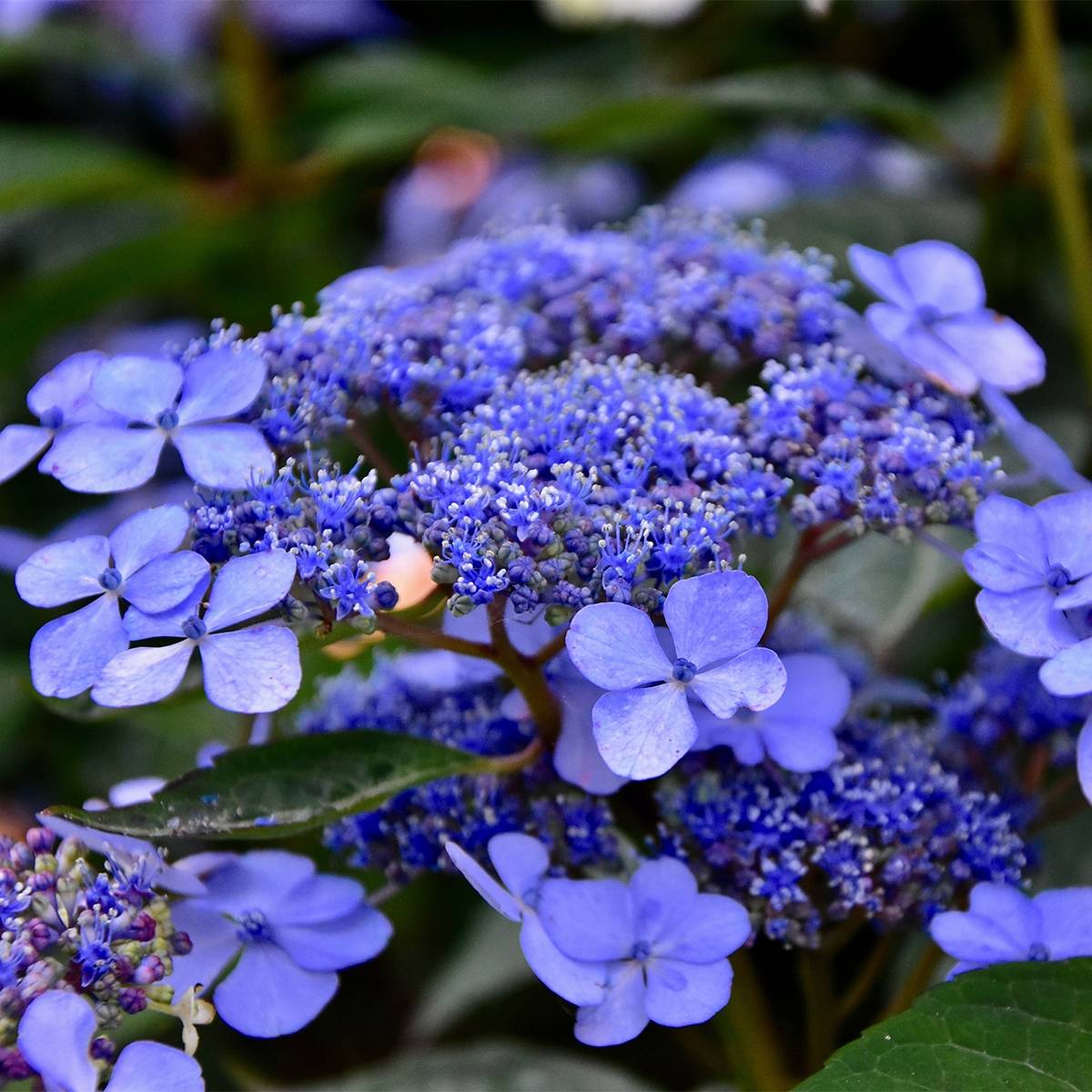 Hortensia macrophylla Mariesii Perfecta Pot de 2L/3L - Image 1