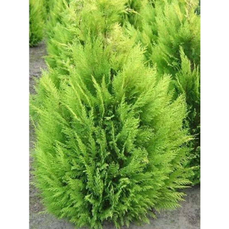 Chamaecyparis lawsoniana Alumigold - Cyprès de Lawson  Pot de 7,5L/10L - Image 1