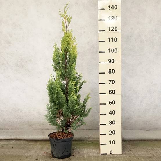Chamaecyparis lawsoniana Alumigold - Cyprès de Lawson Pot de 7,5L/10L - Image 2