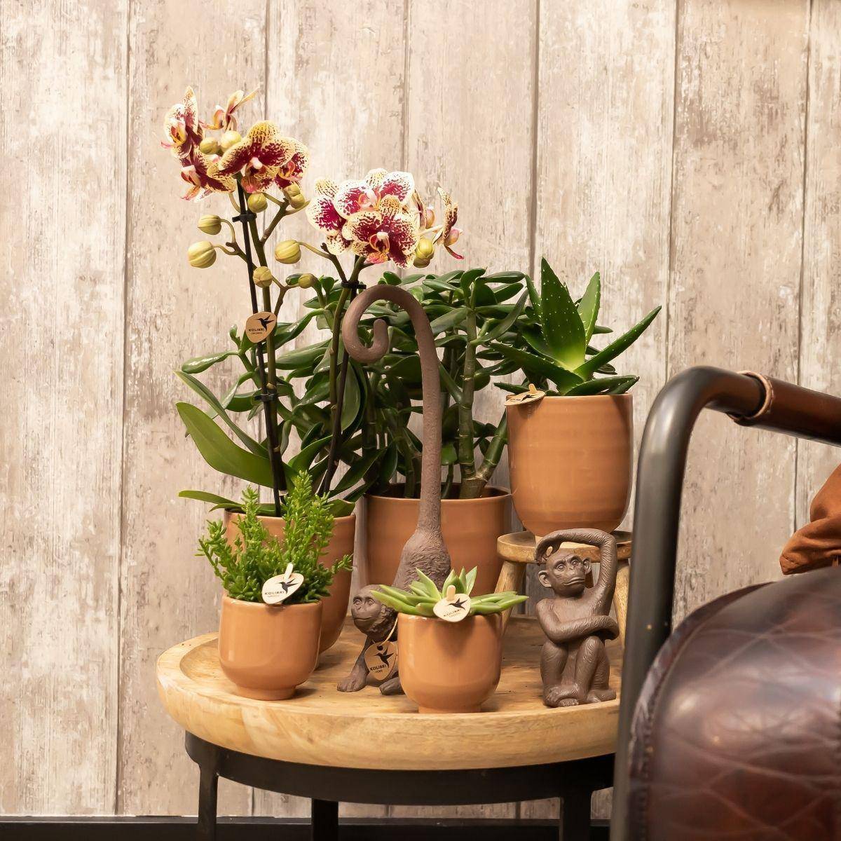 La Green Touch - Offre Combi : 2 Orchidées Phalaenopsis Rouge et Jaune - Spain 35cm - Plante d'intérieur- La Green Touch - Imagen 2