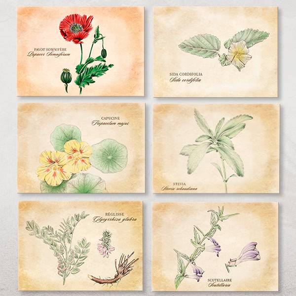 14 cartes postales Plantes mdicinales- Association Kokopelli - Jardiland