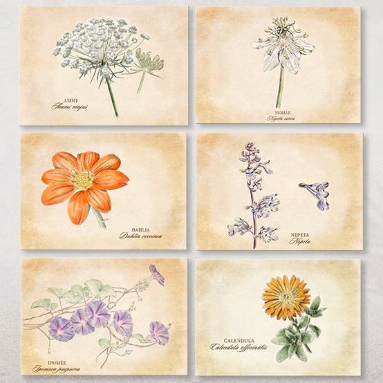 14 cartes postales Plantes médicinales- Association Kokopelli - Image 1