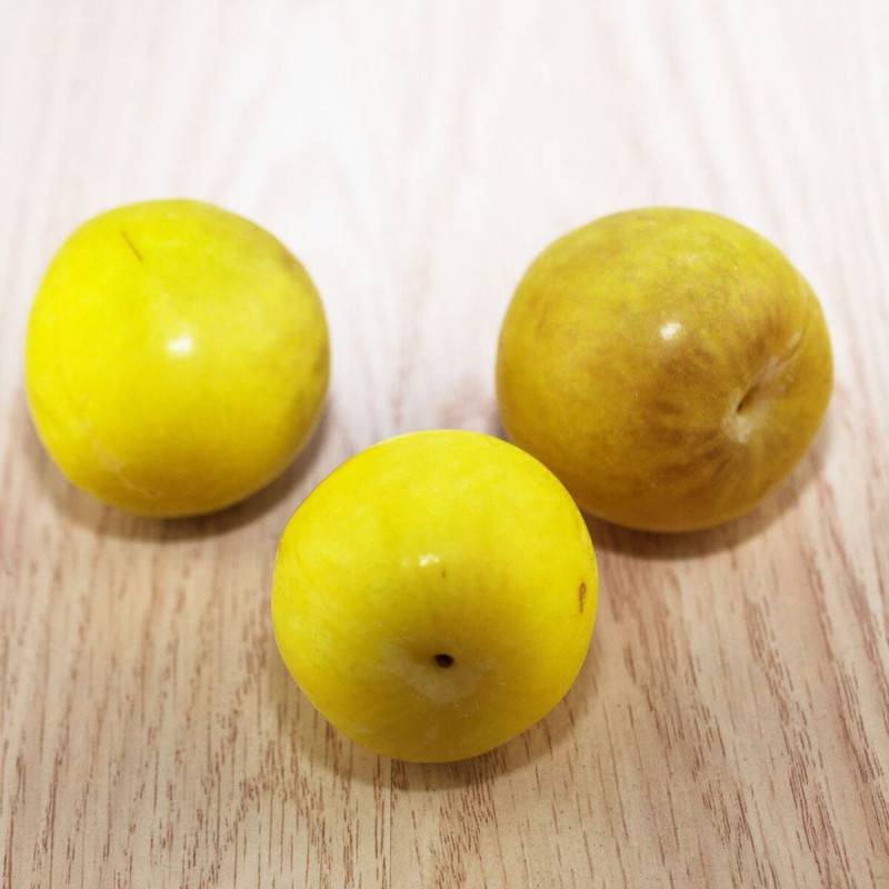 Prunier Mirabelle de Metz - Bon rendement - Pot de 15L - 1/2 tige - 150/175 cm - De 3,00 m à 5,00 m - Imagen 5