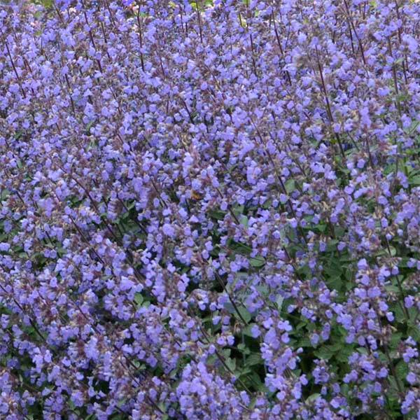 Nepeta Purrsian Blue - Chataire Godet de 8/9 cm
