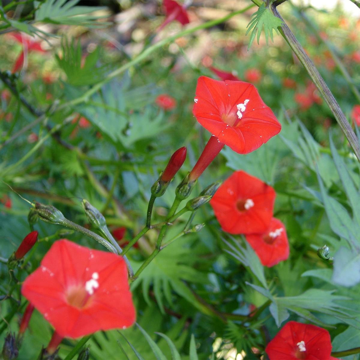 Graines d'Ipomée Cardinal Climber - Ipomoea x multifida le sachet de 60 graines environ (2g)