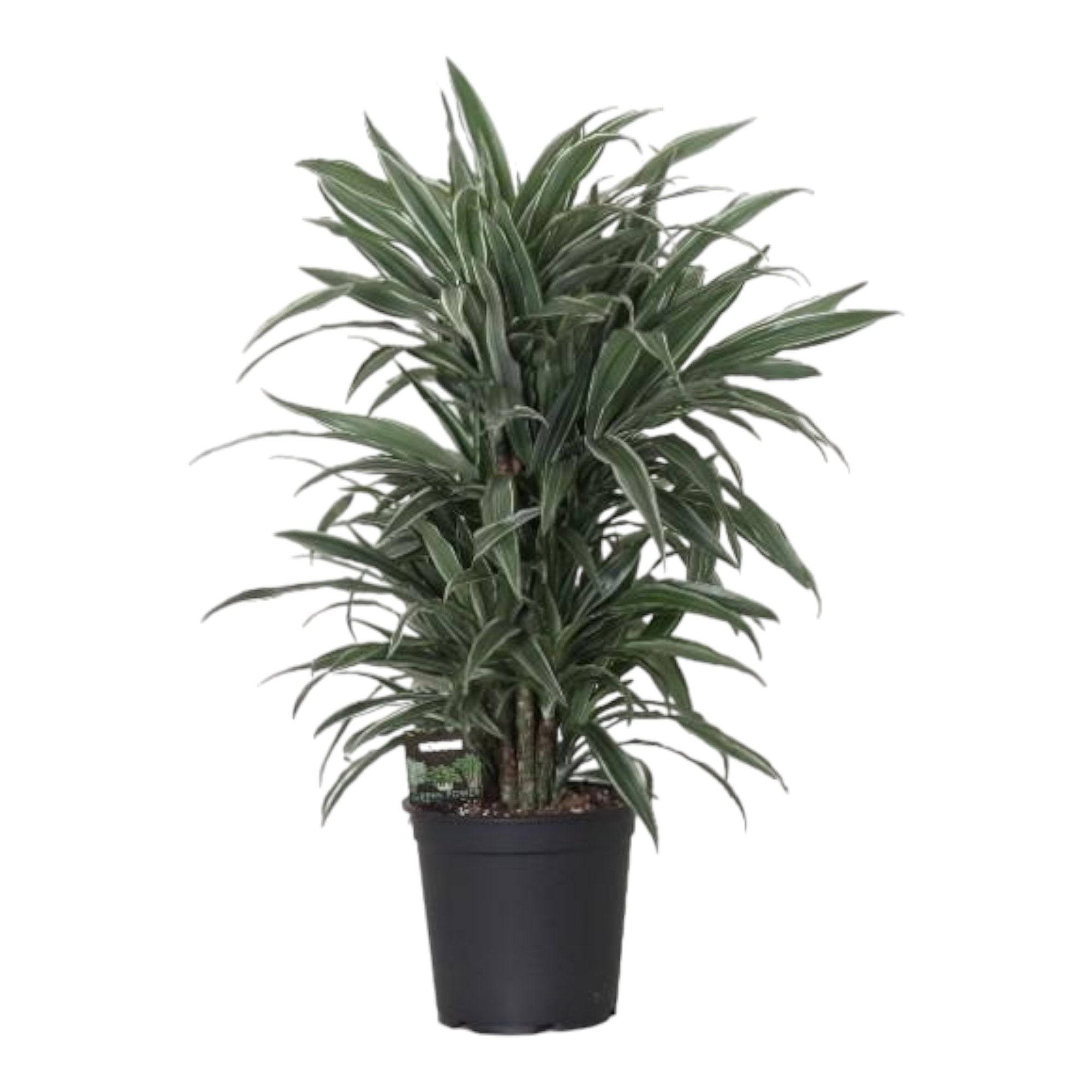 La Green Touch - Dracaena 'Warneckei' 100cm - Plante d'intérieur- La Green Touch - Imagen 2