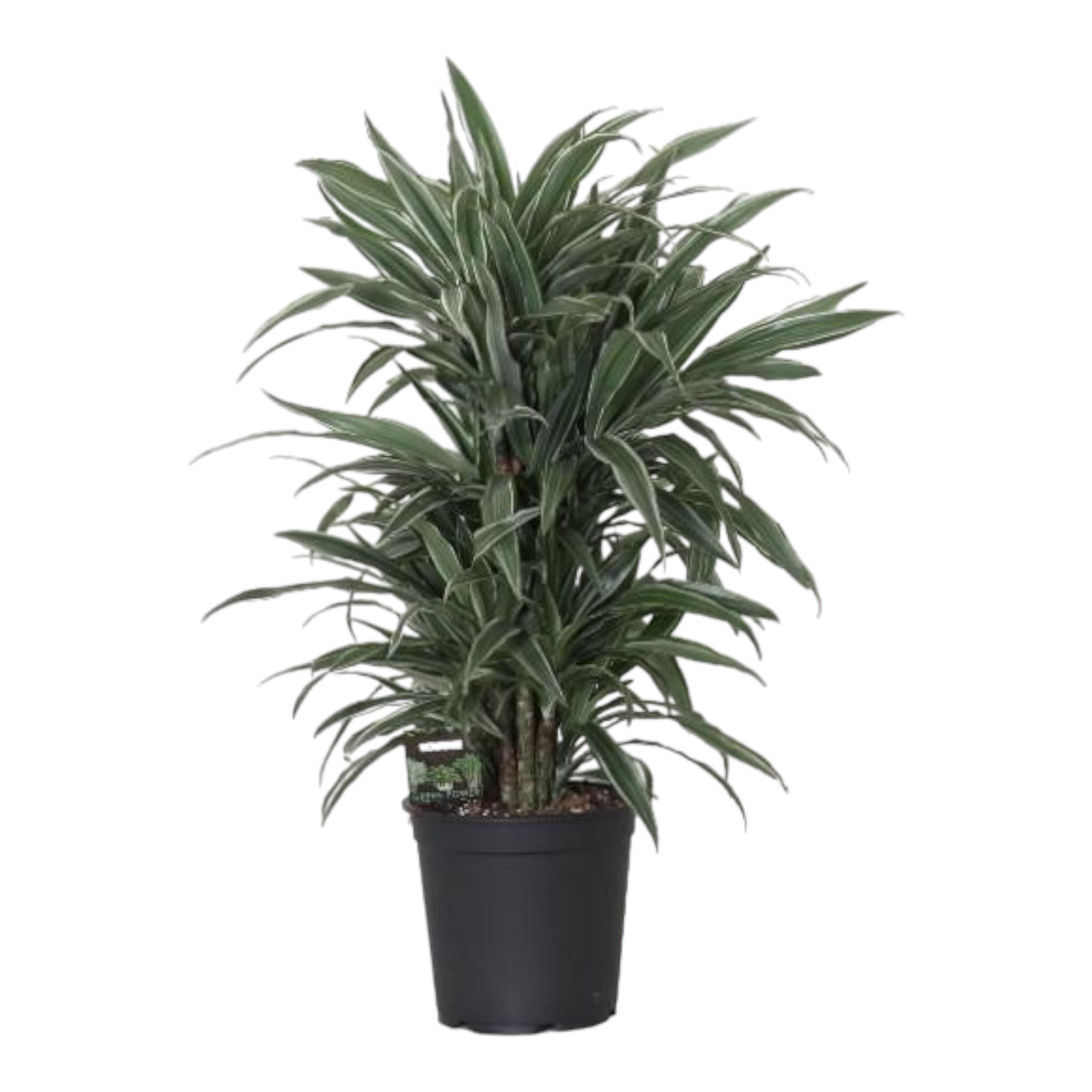 La Green Touch - Dracaena 'Warneckei' 100cm - Plante d'intérieur- La Green Touch - Imagen 1