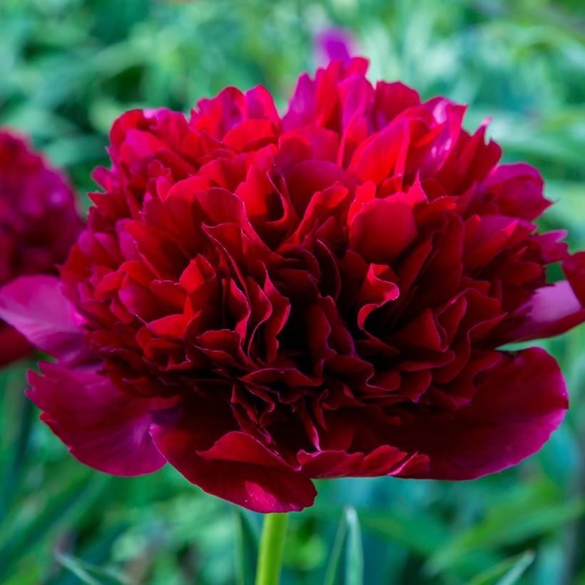 Promesse de Fleurs - Pivoine lactiflora Command Performance Souche 3/5 yeux