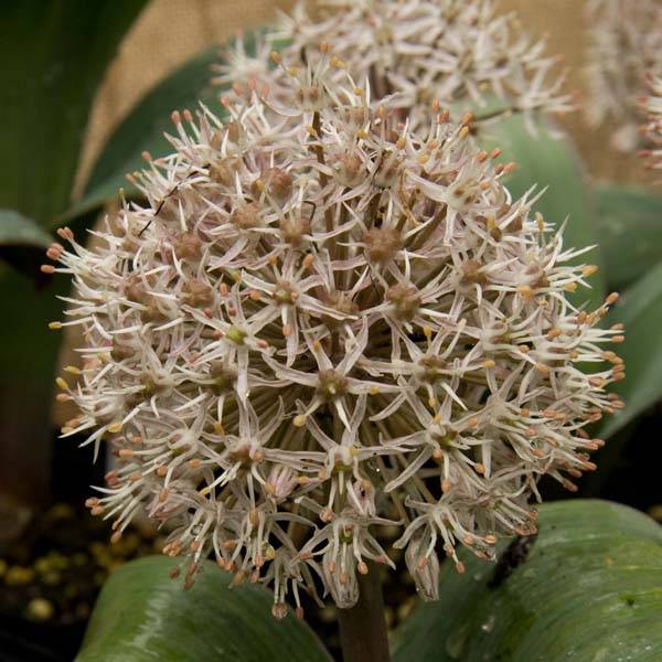 Promesse de Fleurs - Allium karataviense - Ail d'ornement du Turkestan Bulbe calibre 10+ (par 10)