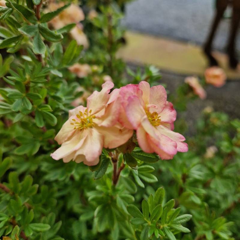 Potentille arbustive Double Punch® Pastel 'MINCRERO04', Potentilla à fleurs Rose/Blanche - feuillage Caduc - Pot de 1,5L - 20/40 cm - Imagen 3