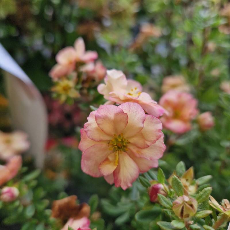 Potentille arbustive Double Punch® Pastel 'MINCRERO04', Potentilla à fleurs Rose/Blanche - feuillage Caduc - Pot de 1,5L - 20/40 cm - Imagen 7