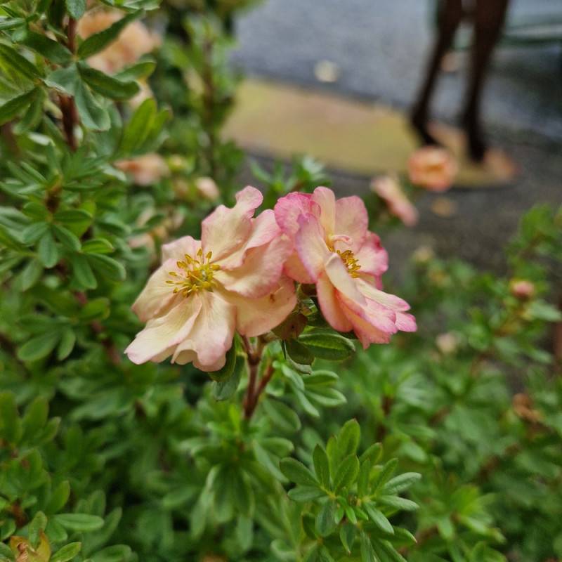 Potentille arbustive Double Punch® Pastel 'MINCRERO04', Potentilla à fleurs Rose/Blanche - feuillage Caduc - Pot de 1,5L - 20/40 cm - Imagen 6