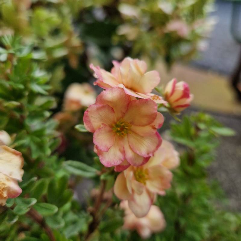 Potentille arbustive Double Punch® Pastel 'MINCRERO04', Potentilla à fleurs Rose/Blanche - feuillage Caduc - Pot de 1,5L - 20/40 cm - Imagen 5