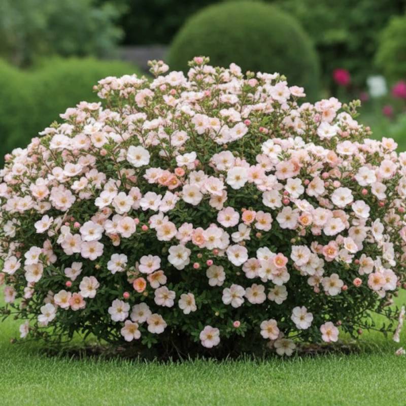 Potentille arbustive Double Punch® Pastel 'MINCRERO04', Potentilla à fleurs Rose/Blanche - feuillage Caduc - Pot de 1,5L - 20/40 cm - Imagen 2