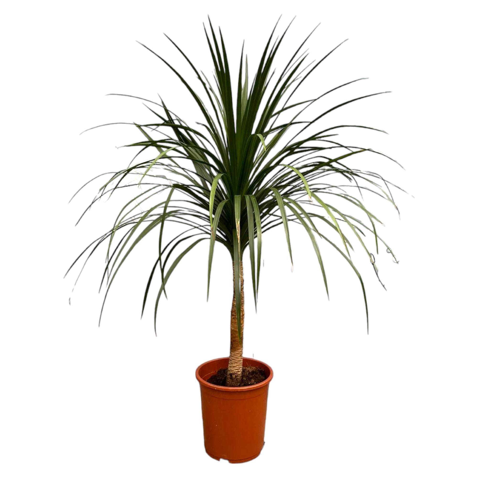 La Green Touch - Dracaena Draco - 120cm - ø30 120cm - Plante d'intérieur- La Green Touch - Imagen 1
