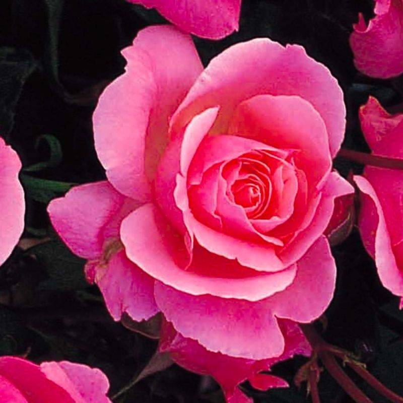 Haie de 5 Rosiers 'Queen Elizabeth' -  - Pépinières Naudet - Imagen 2