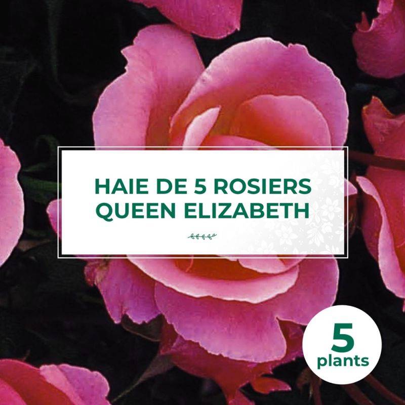 Haie de 5 Rosiers 'Queen Elizabeth' -  - Pépinières Naudet - Imagen 1