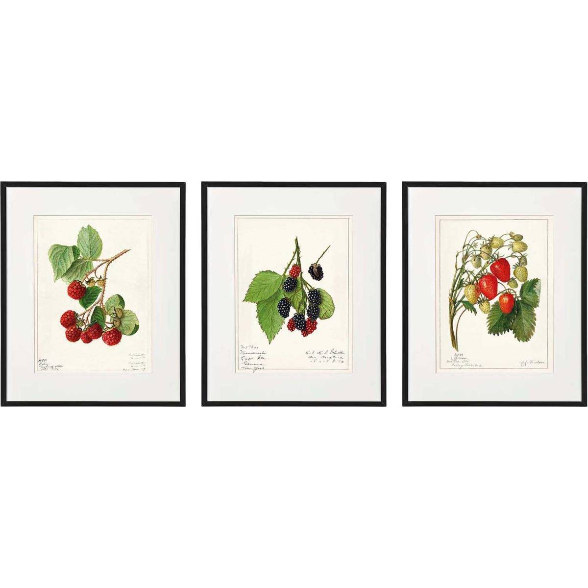 Sil - Tableau décoratif Fruits 20 x 25 cm (Lot de 3)