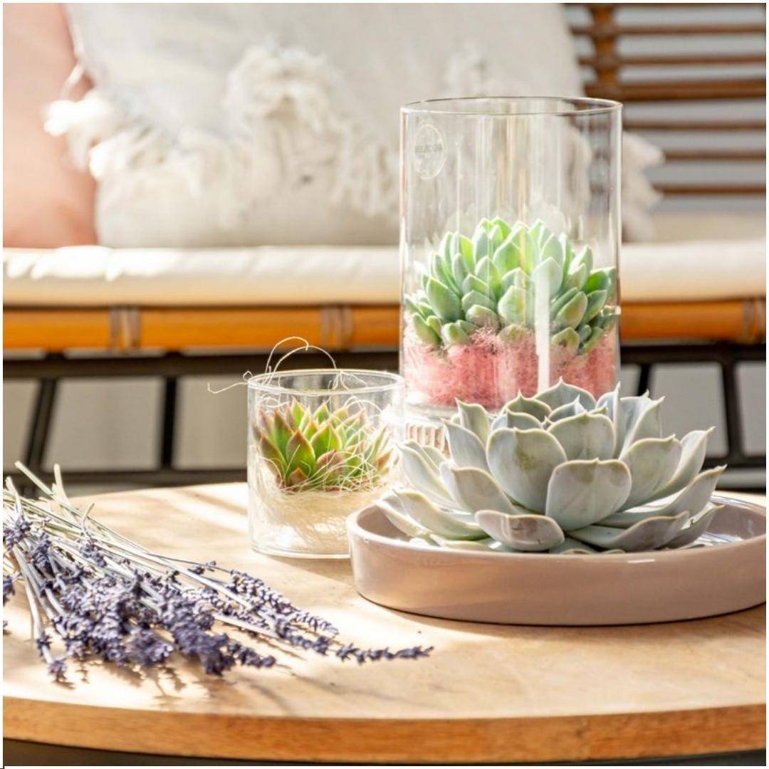 La Green Touch - Echeveria Lilacina Sans Racines - Coupe Taupe- La Green Touch - Imagen 2