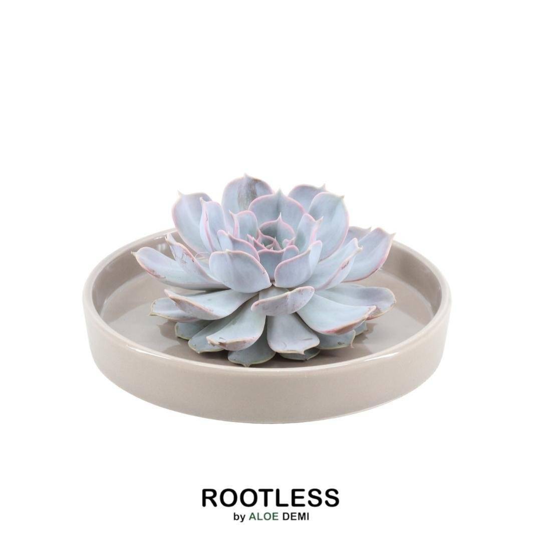 La Green Touch - Echeveria Lilacina Sans Racines - Coupe Taupe- La Green Touch - Imagen 1
