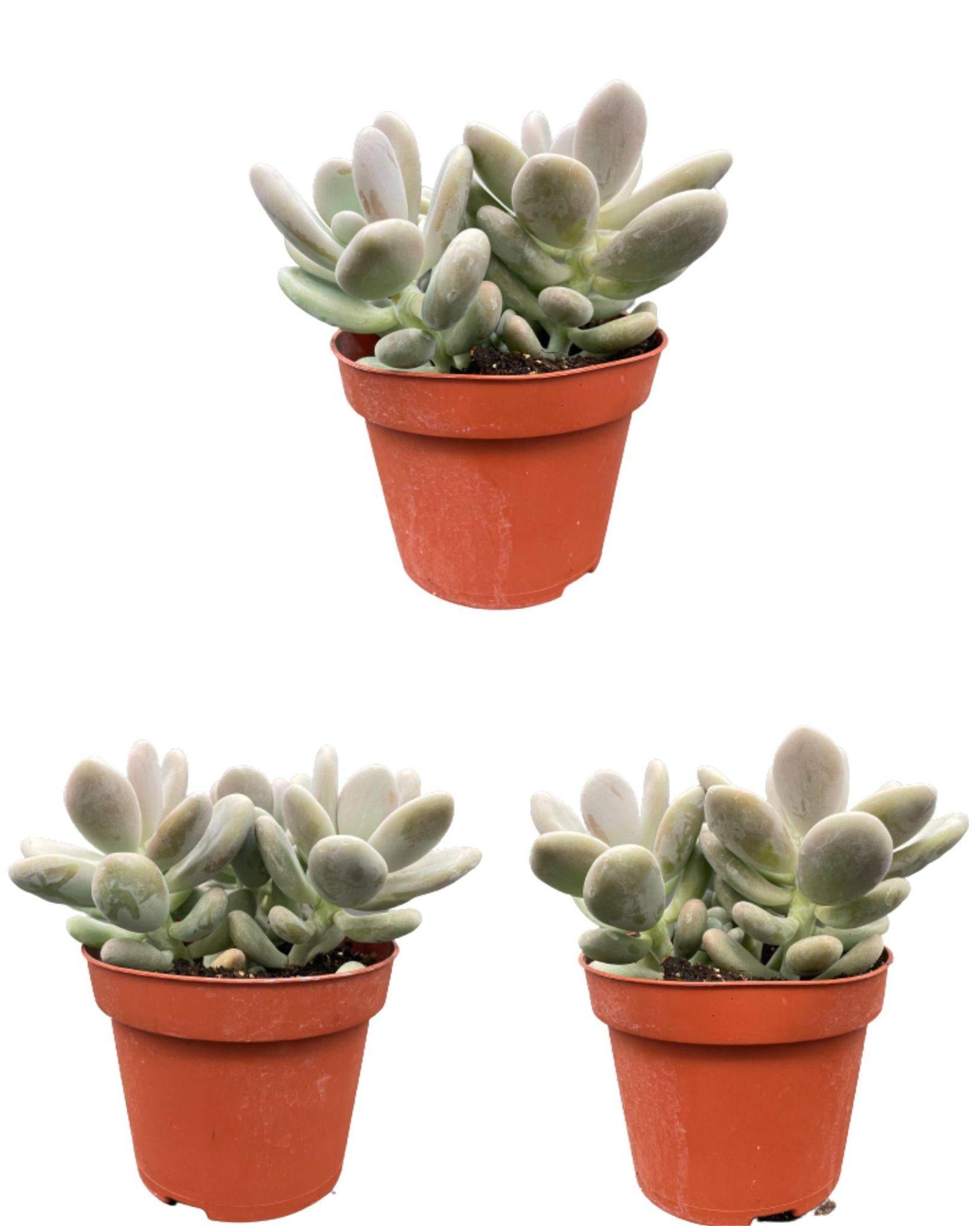 Pachyphytum Oviferum - Lot de 3 Succulentes- La Green Touch