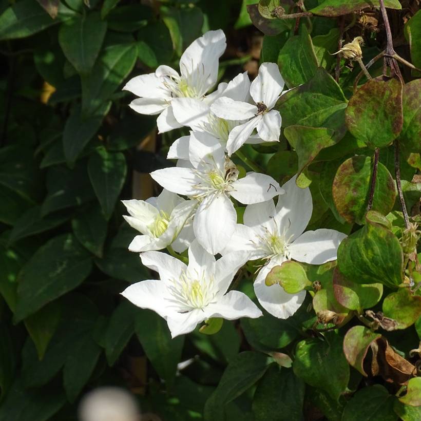 Clématite - Clematis Baby Star Pot de 2L/3L
