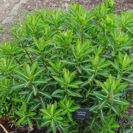 Euphorbia schillingii - Euphorbe schillingii Godet de 8/9 cm