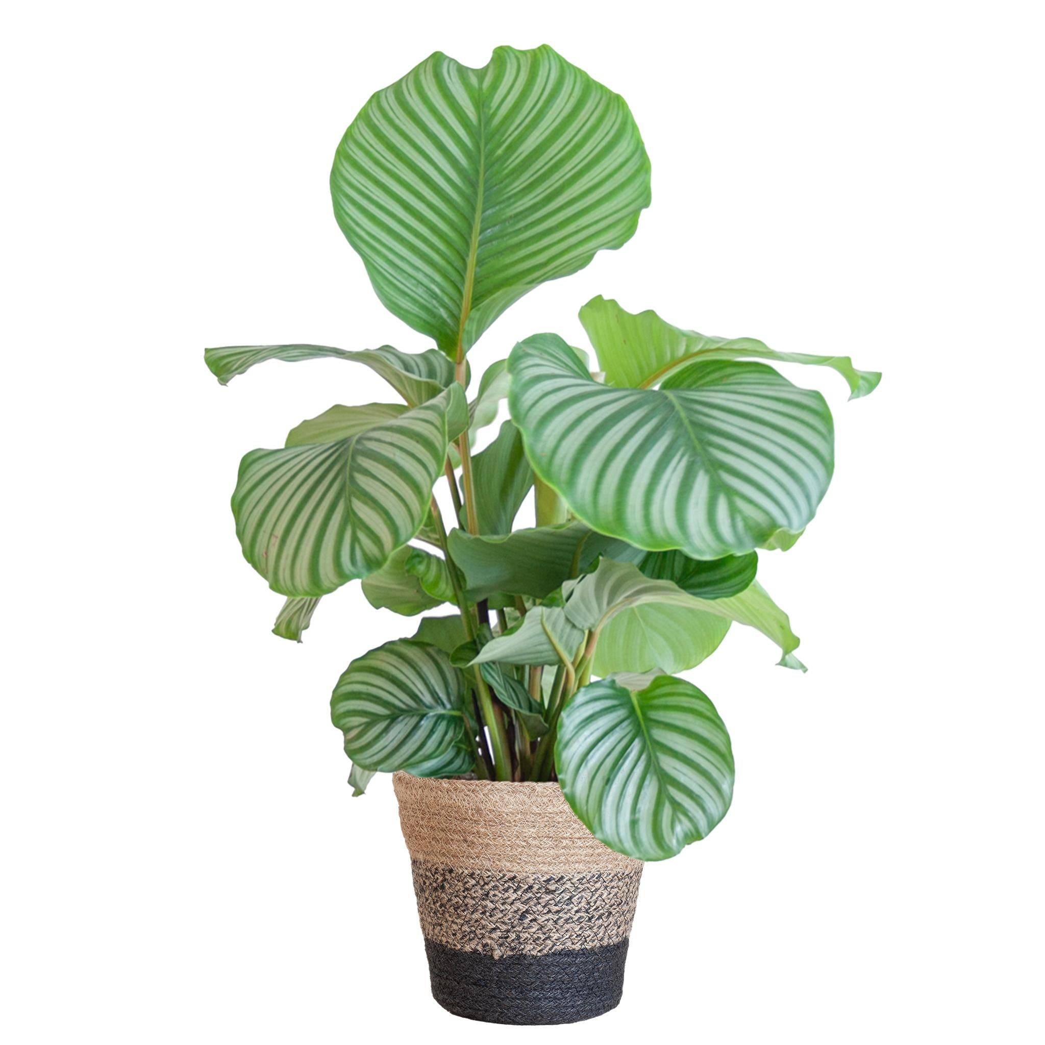 La Green Touch - Calathea Orbifolia et son pot- La Green Touch Panier Multicolor - Hauteur 65cm