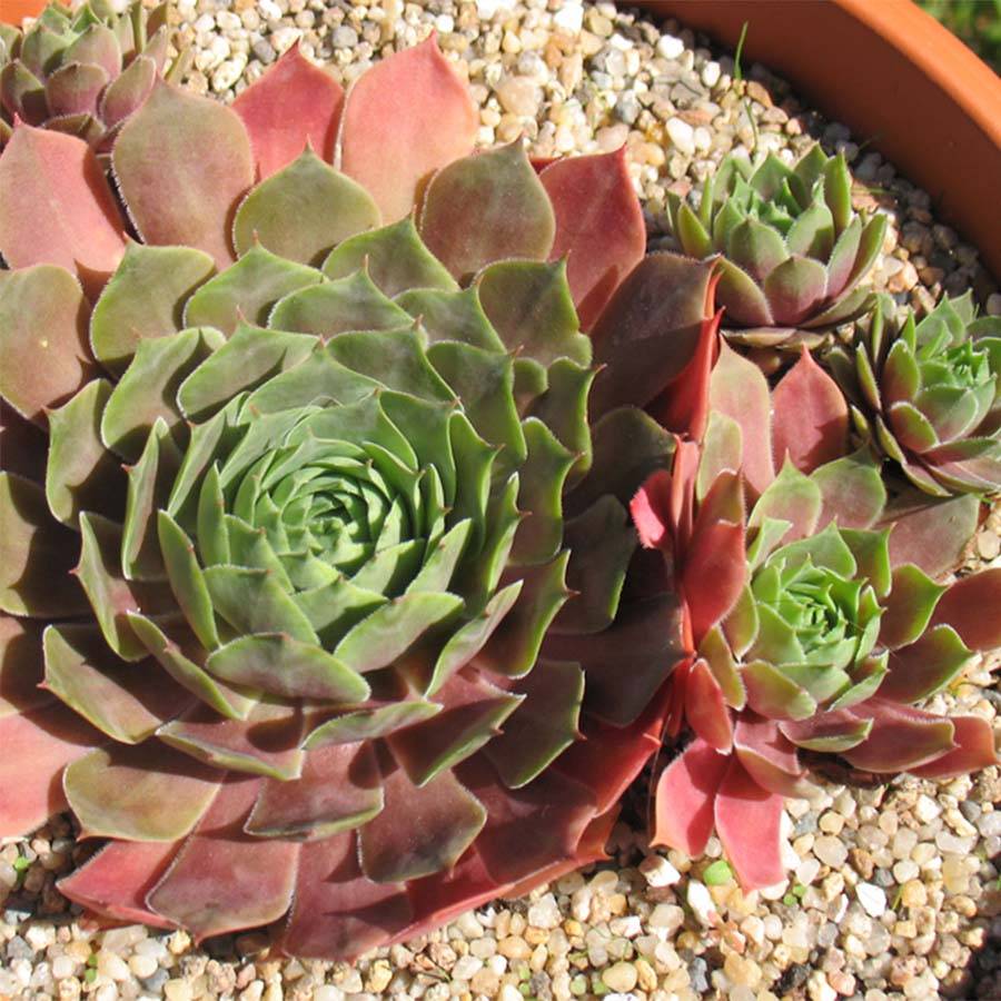 Sempervivum Othello - Joubarbe hybride pourpre. Godet de 8/9 cm