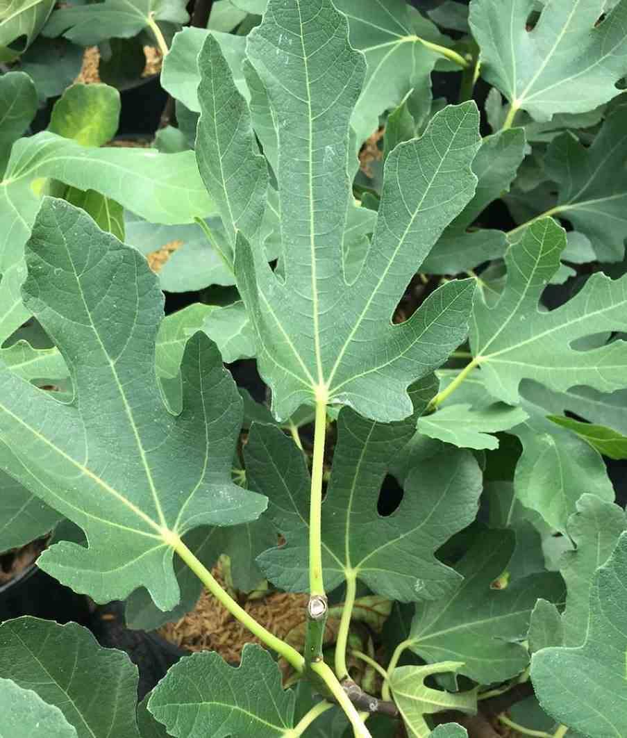 Sans Marque - Ficus carica var. Napolitana noire (figuier rustique et productif au fruit très sucré noir) Taille:Pot de 10L 140/150cm - Image 2