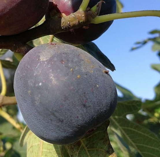 Sans Marque - Ficus carica var. Napolitana noire (figuier rustique et productif au fruit très sucré noir) Taille:Pot de 10L 140/150cm - Image 3