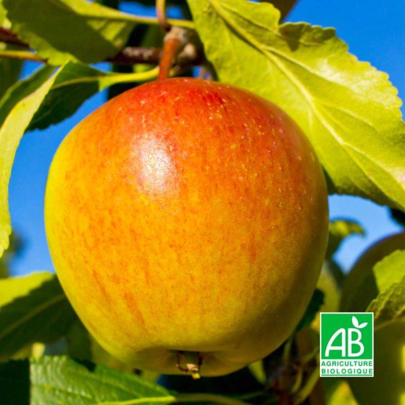 Pommier 'Cox Orange Pippin' BIO (Malus domestica 'Cox Orange Pippin') - Scion de 100cm - Pépinières Naudet - Imagen 1
