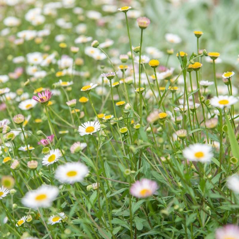 Vergerette de Karvinski Profusion, Erigeron à fleurs Rose/Blanche - feuillage Persistant - Pot de 4L - 40/60 cm