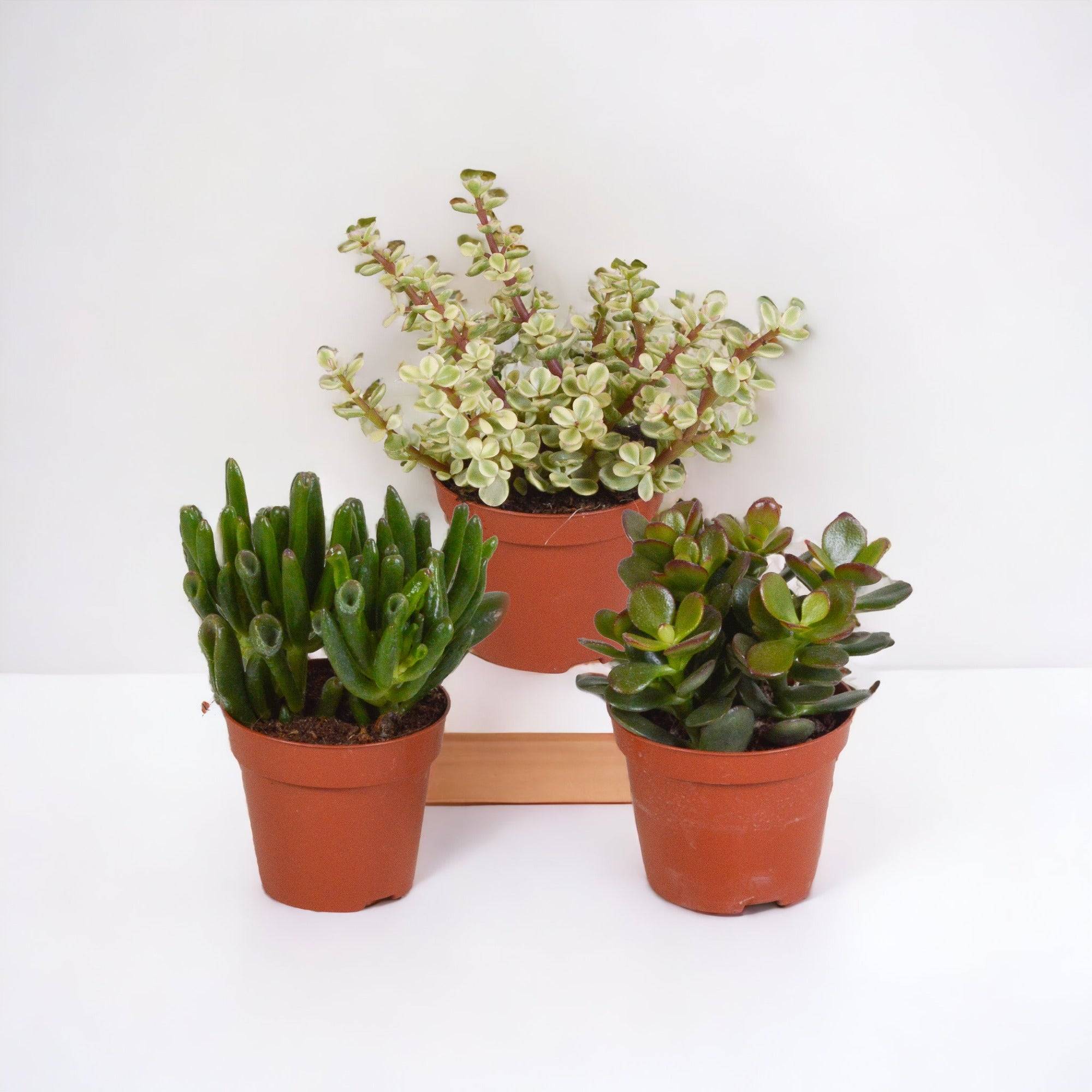 La Green Touch - Coffret crassula - Lot de 3 plantes, h18cm - box cadeau mini succulente- La Green Touch - Image 1