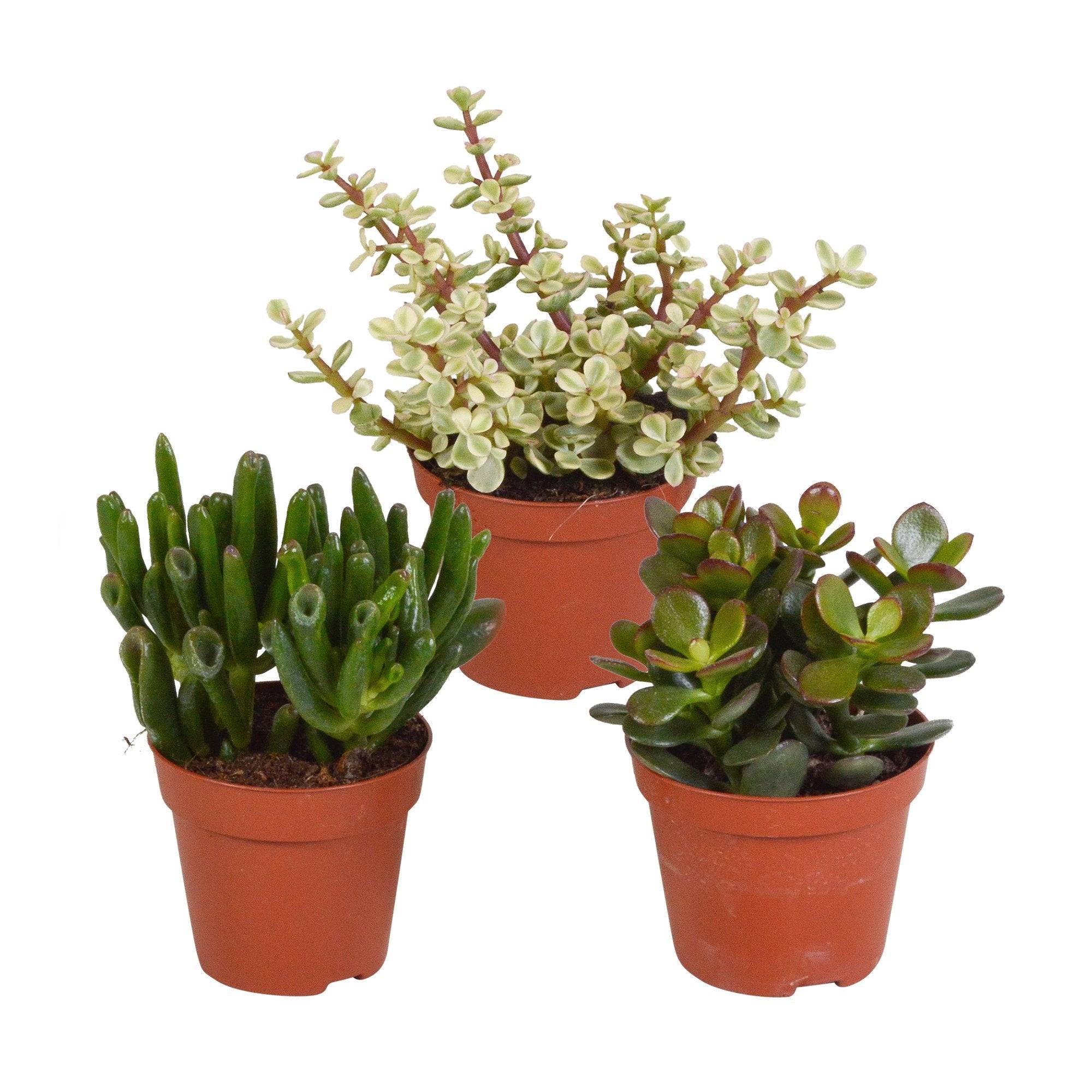 La Green Touch - Coffret crassula - Lot de 3 plantes, h18cm - box cadeau mini succulente- La Green Touch - Image 2