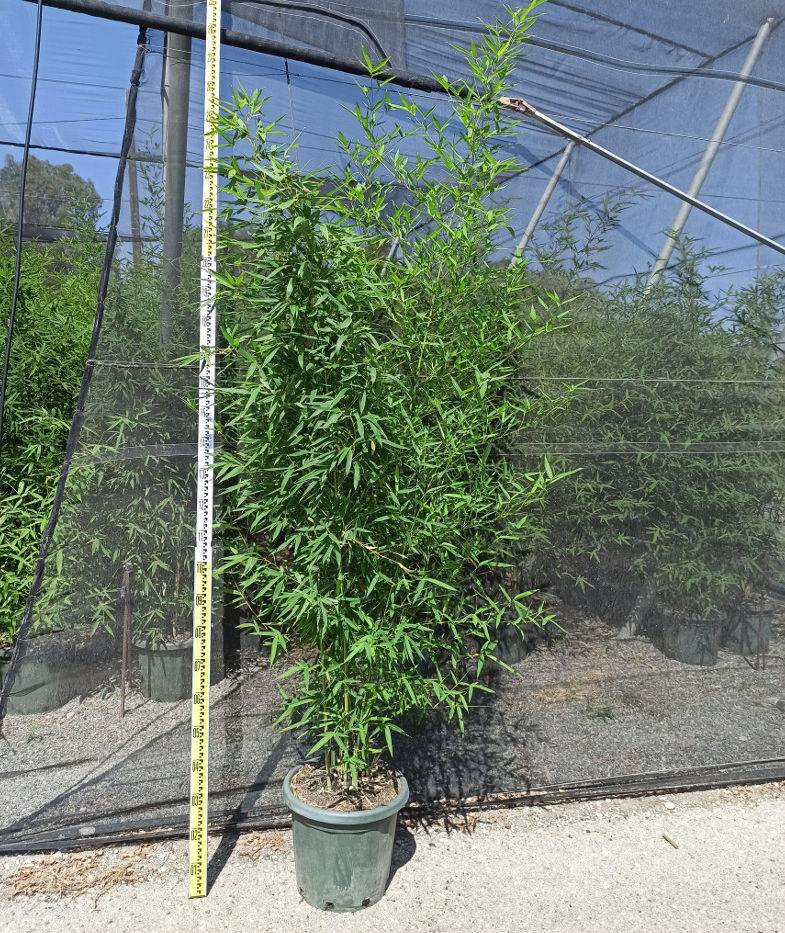 0 - Phyllostachys aurea (bambou doré) Pot de 10 litres - 120/140 cm - Image 3