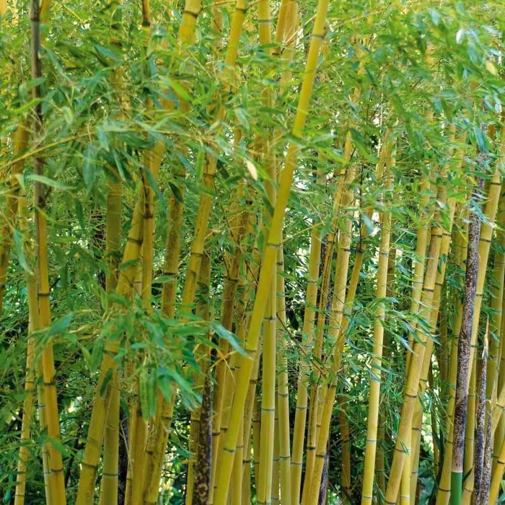 0 - Phyllostachys aurea (bambou doré) Pot de 10 litres - 120/140 cm