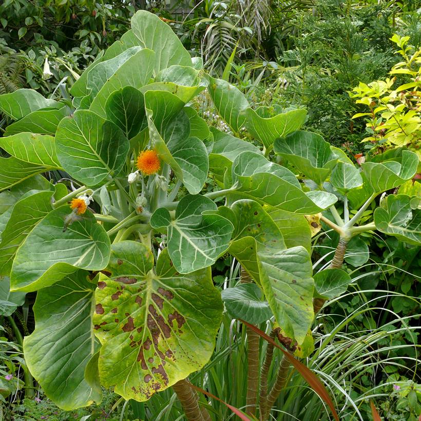 Dendroseris litoralis (littoralis) - Arbre chou  Pot de 4L/5L - Image 1
