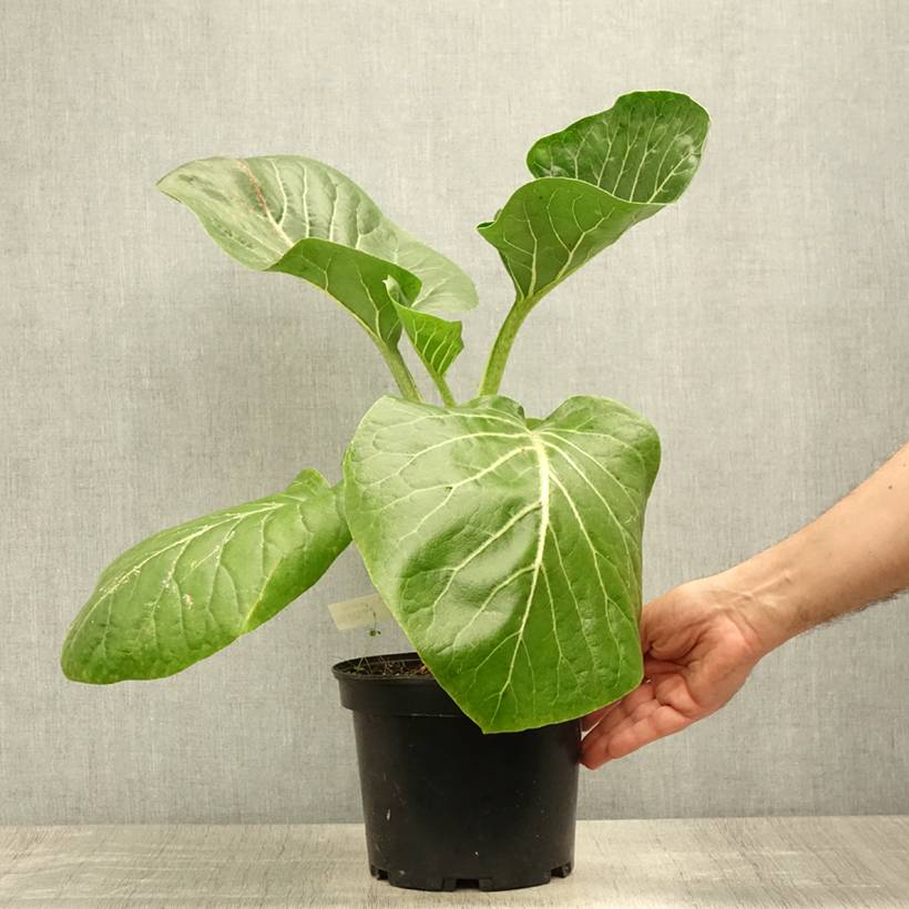Dendroseris litoralis (littoralis) - Arbre chou  Pot de 4L/5L - Image 2