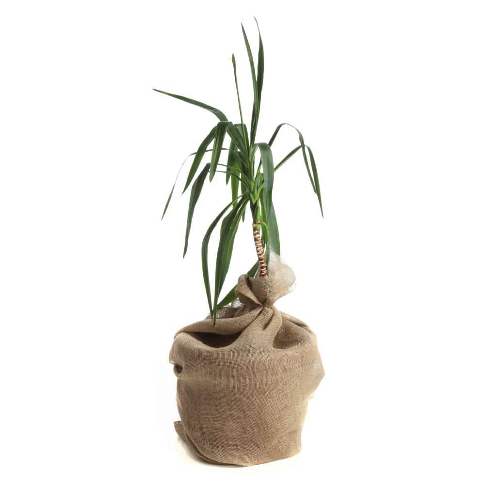 Terre Jardin - Toile de jute en rouleau 1 x 5 mètres - Imagen 7