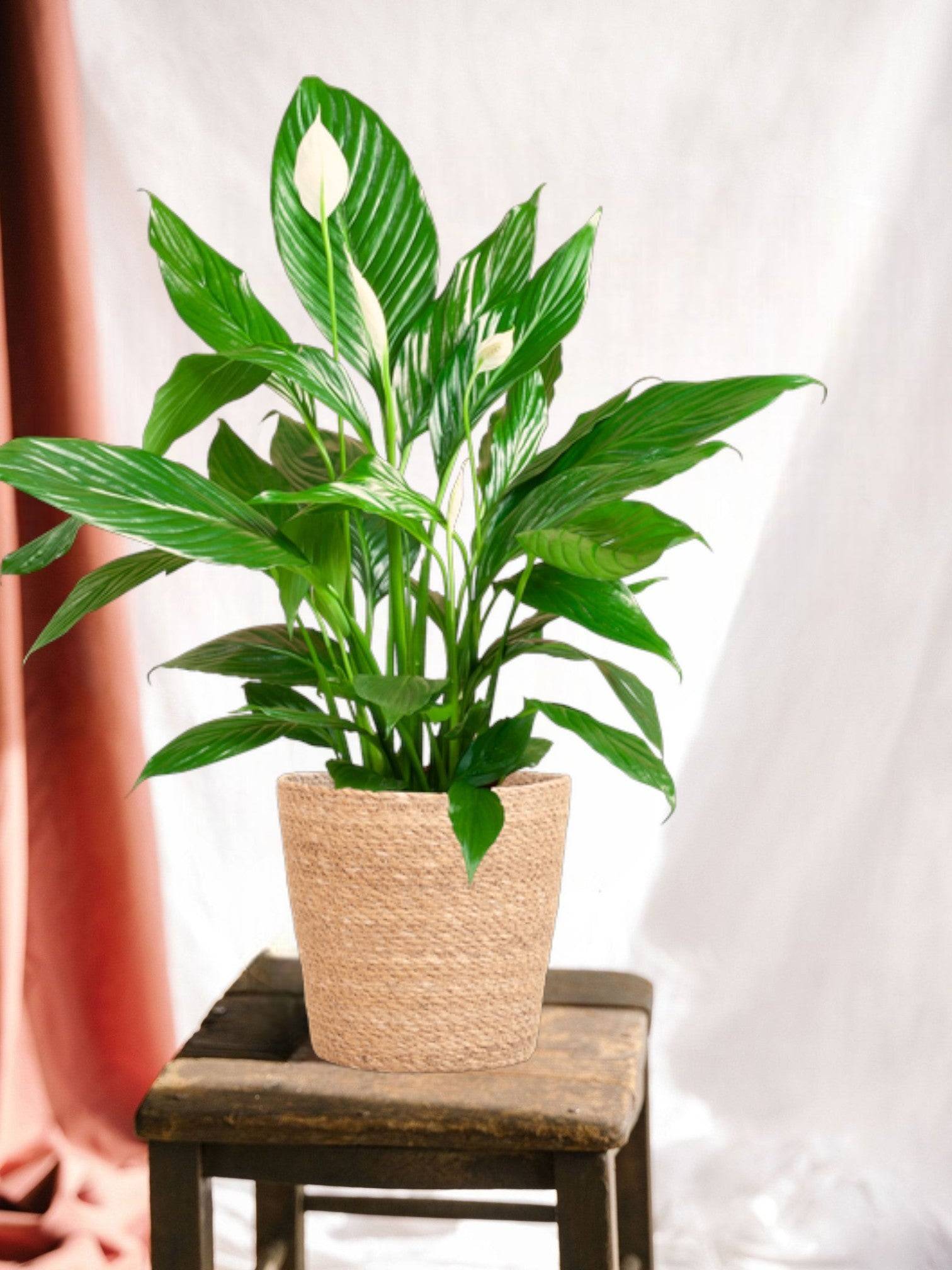 La Green Touch - Spathiphyllum et Son Pot - H80cm - Image 2