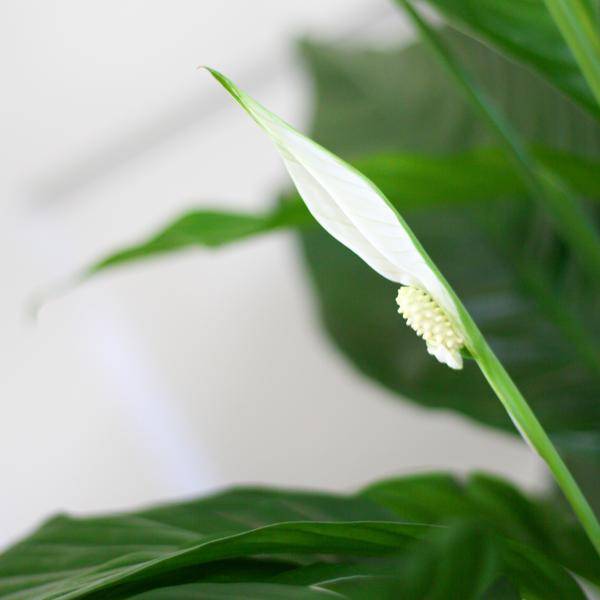 La Green Touch - Spathiphyllum et Son Pot - H80cm - Image 4