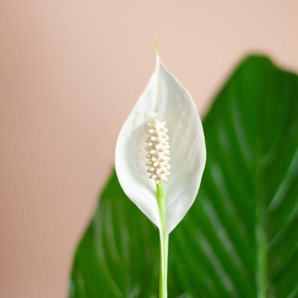 La Green Touch - Spathiphyllum et Son Pot - H80cm - Image 5