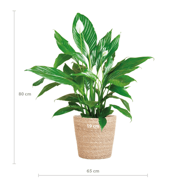 La Green Touch - Spathiphyllum et Son Pot - H80cm - Image 3