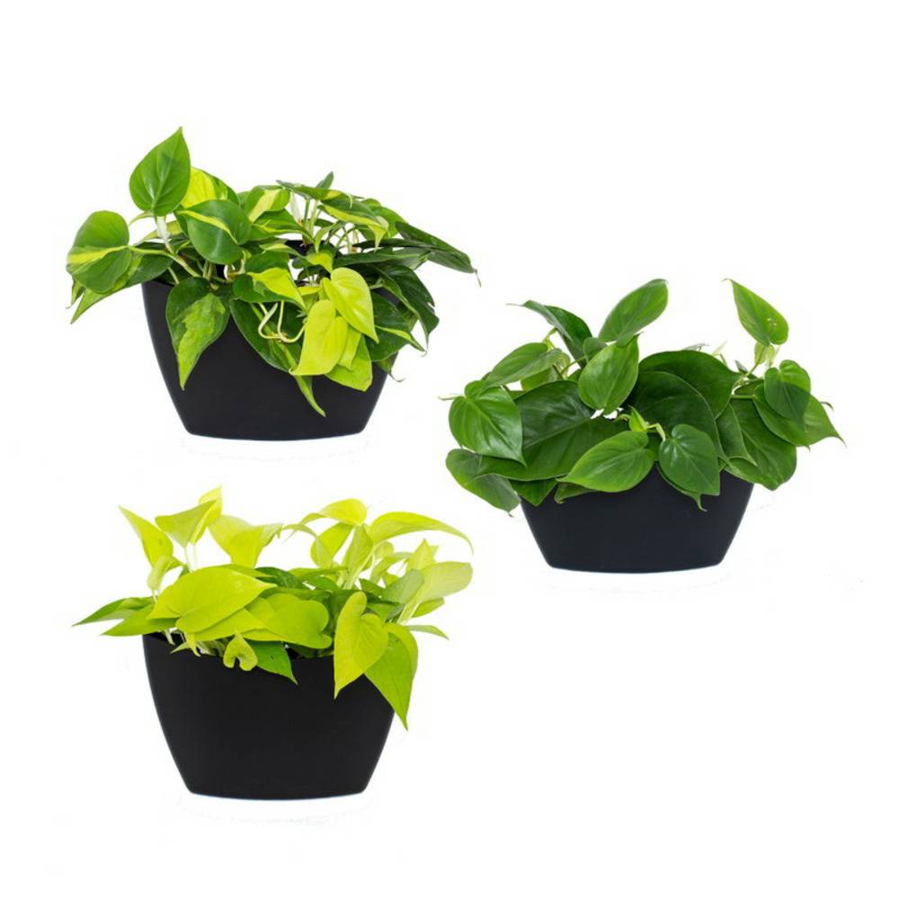 Pack de 3 pots muraux CitySens noirs avec arrosage automatique. - Image 1