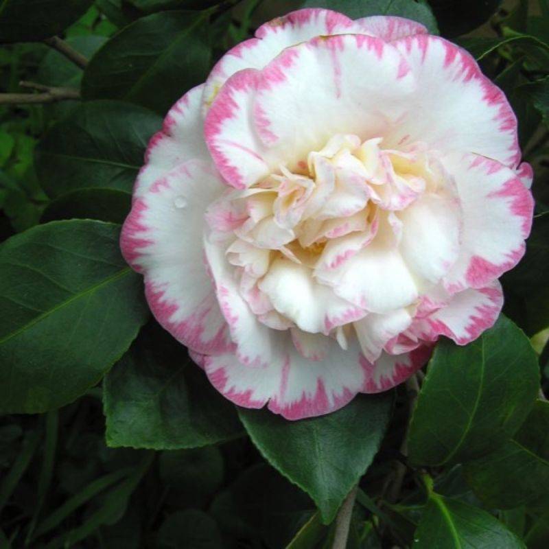 Camélia du Japon 'Margaret Davis' (Camellia japonica 'Margaret Davis') - Godet 9cm - Pépinières Naudet - Imagen 1
