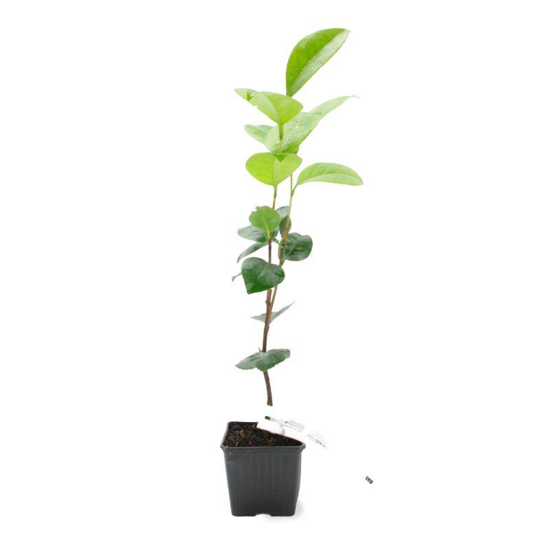 Camélia du Japon 'Margaret Davis' (Camellia japonica 'Margaret Davis') - Godet 9cm - Pépinières Naudet - Imagen 2