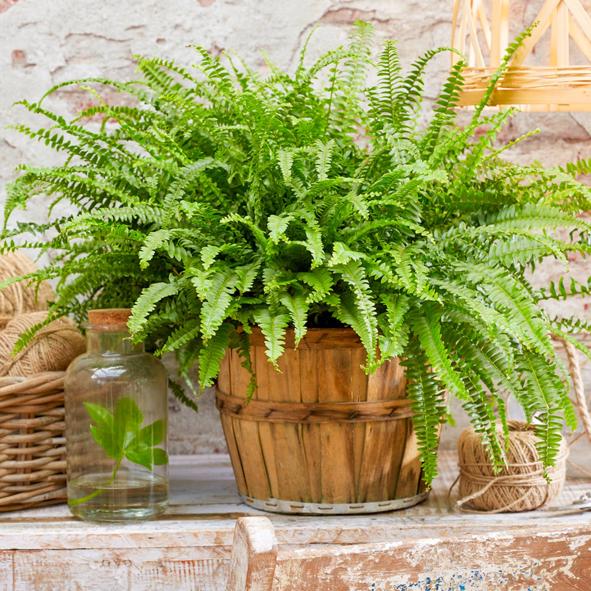 Gardenersdream - Fougère De Boston Nephrolepis En Pot De 25 À 35 Cm - Plante À Feuillage Persistant - Maison Ou Bureau - GardenersDream - Imagen 1