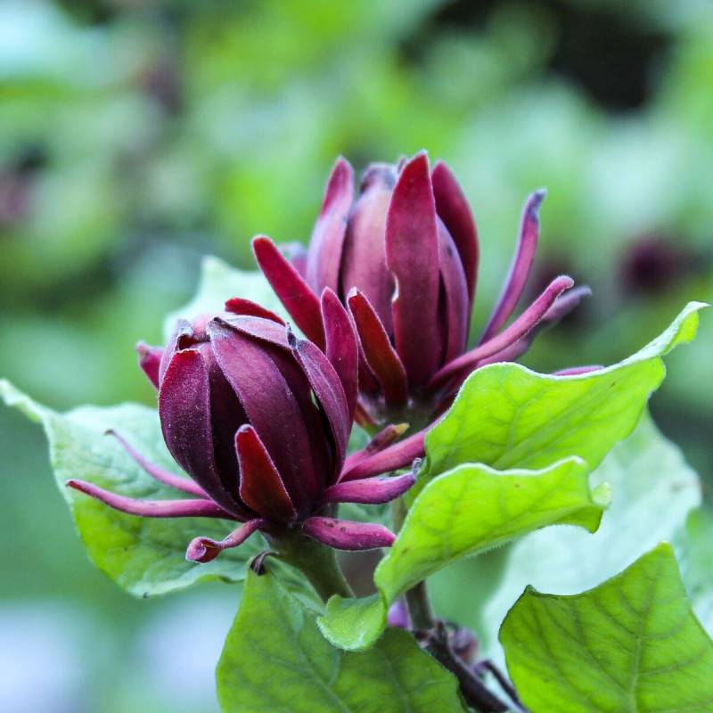 Arbre aux anémones, Calycanthus à fleurs Rouge/ - feuillage Caduc - Pot de 3L - 40/60 cm - Imagen 1